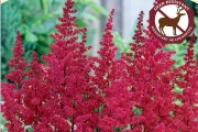 Astilbe 'Burgundy Red' 